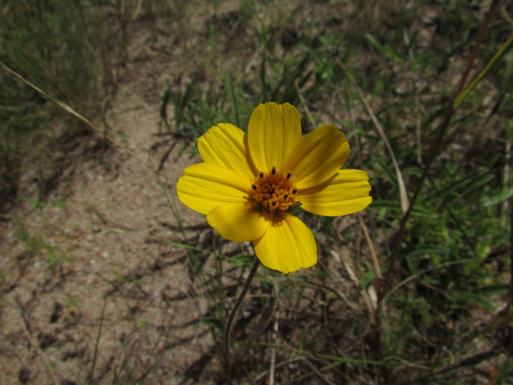 Wedelia martii