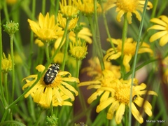 Gutierrezia wrightii