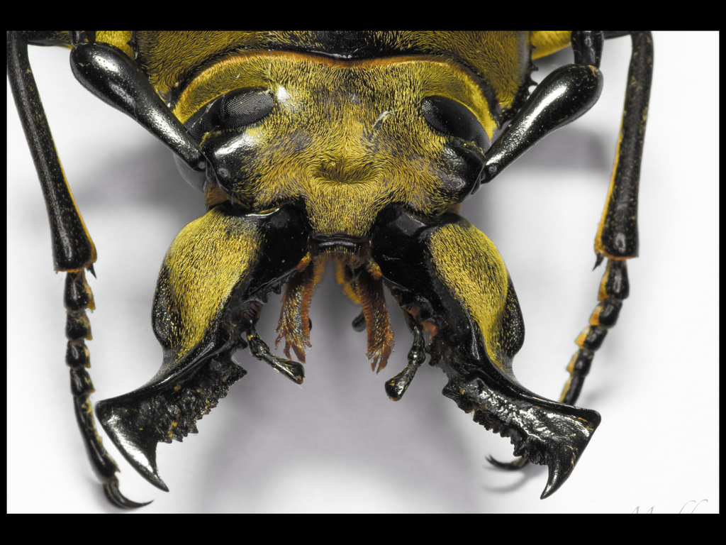 Trictenotomidae