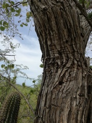 Nahuatlea arborescens