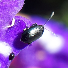 Phyllotreta cruciferae