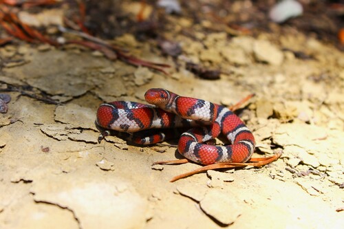 Scarlet Kingsnake