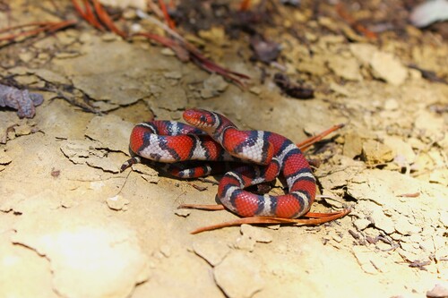 Scarlet Kingsnake