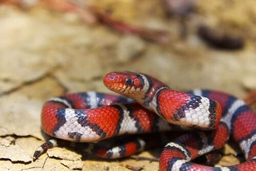 Scarlet Kingsnake
