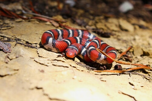 Scarlet Kingsnake