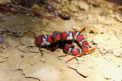 Scarlet Kingsnake