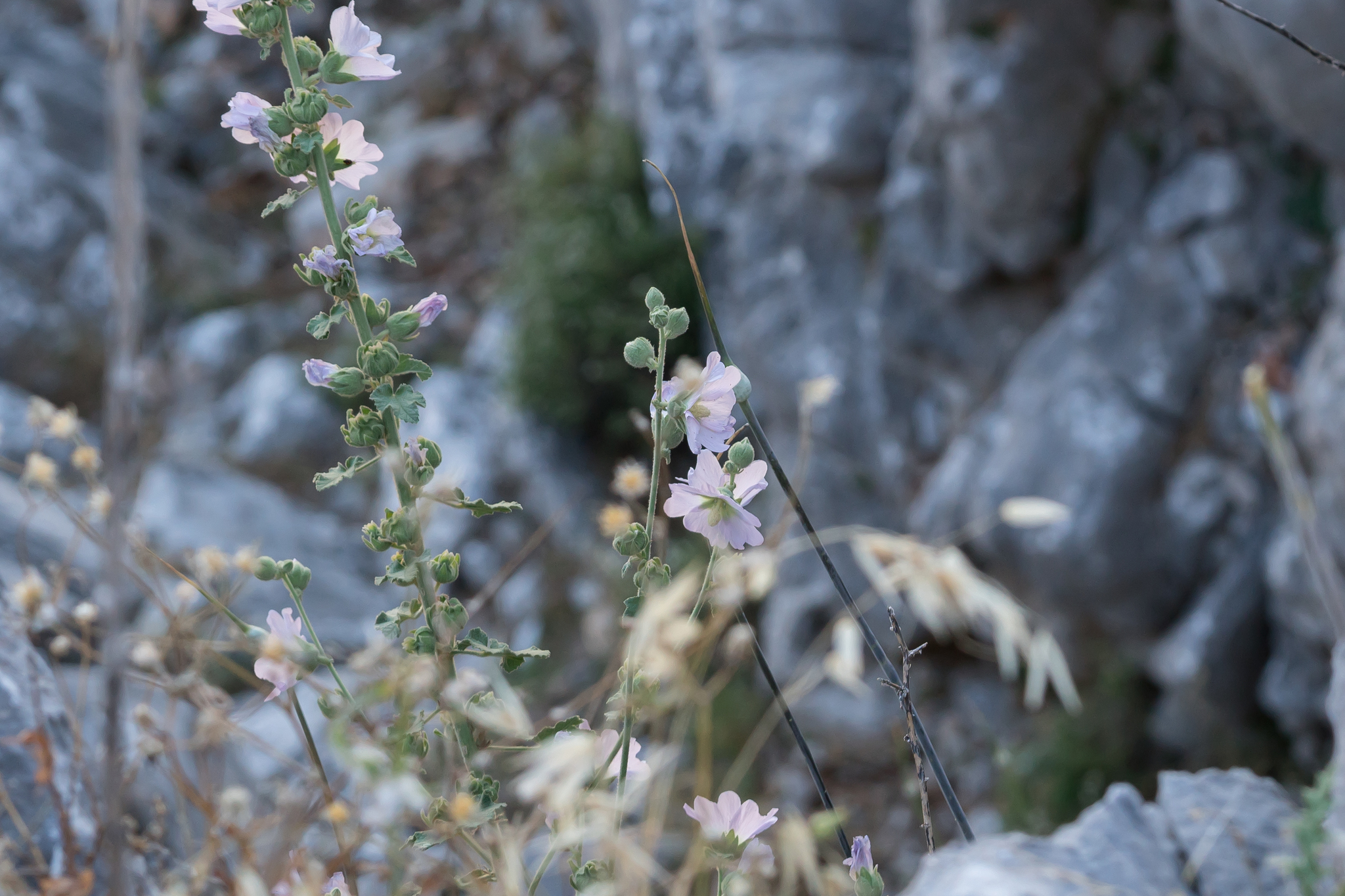 Biennial Hollyhock (Alcea biennis)