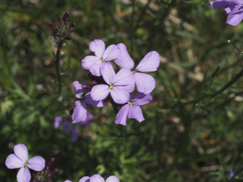 Erysimum linifolium, photograph 2