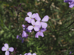 (c) Óscar Sampedro, some rights reserved (CC BY) Erysimum linifolium, photograph (c) Óscar Sampedro, some rights reserved (CC BY)