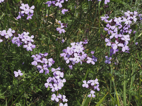 Erysimum linifolium, photograph 3
