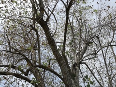 Nahuatlea arborescens