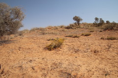 Lasiosiphon polycephalus