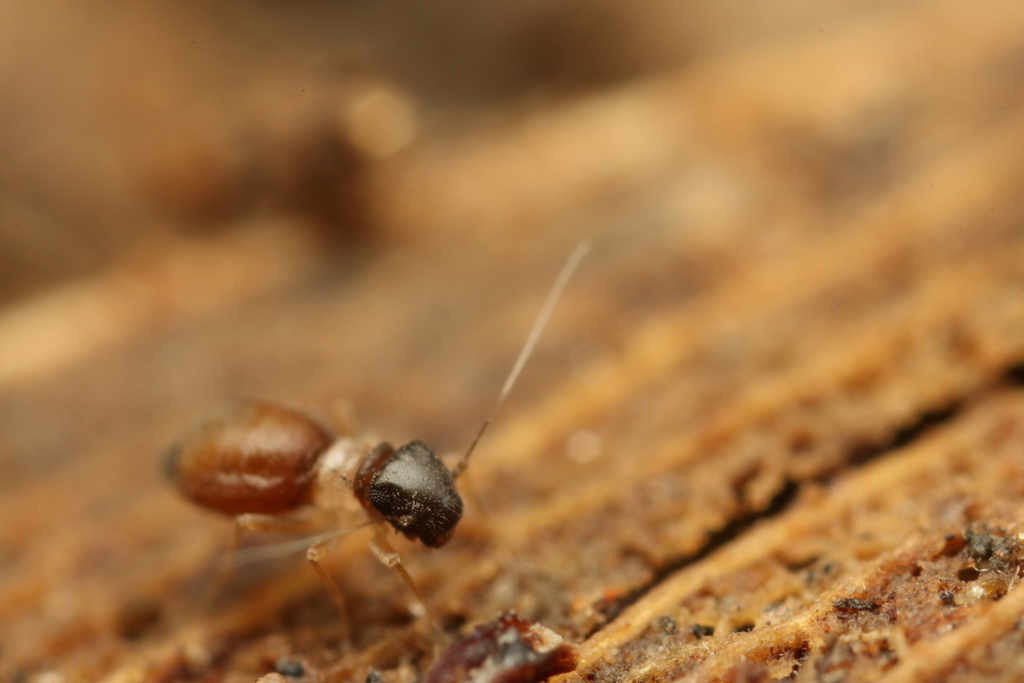 Pachytroctes