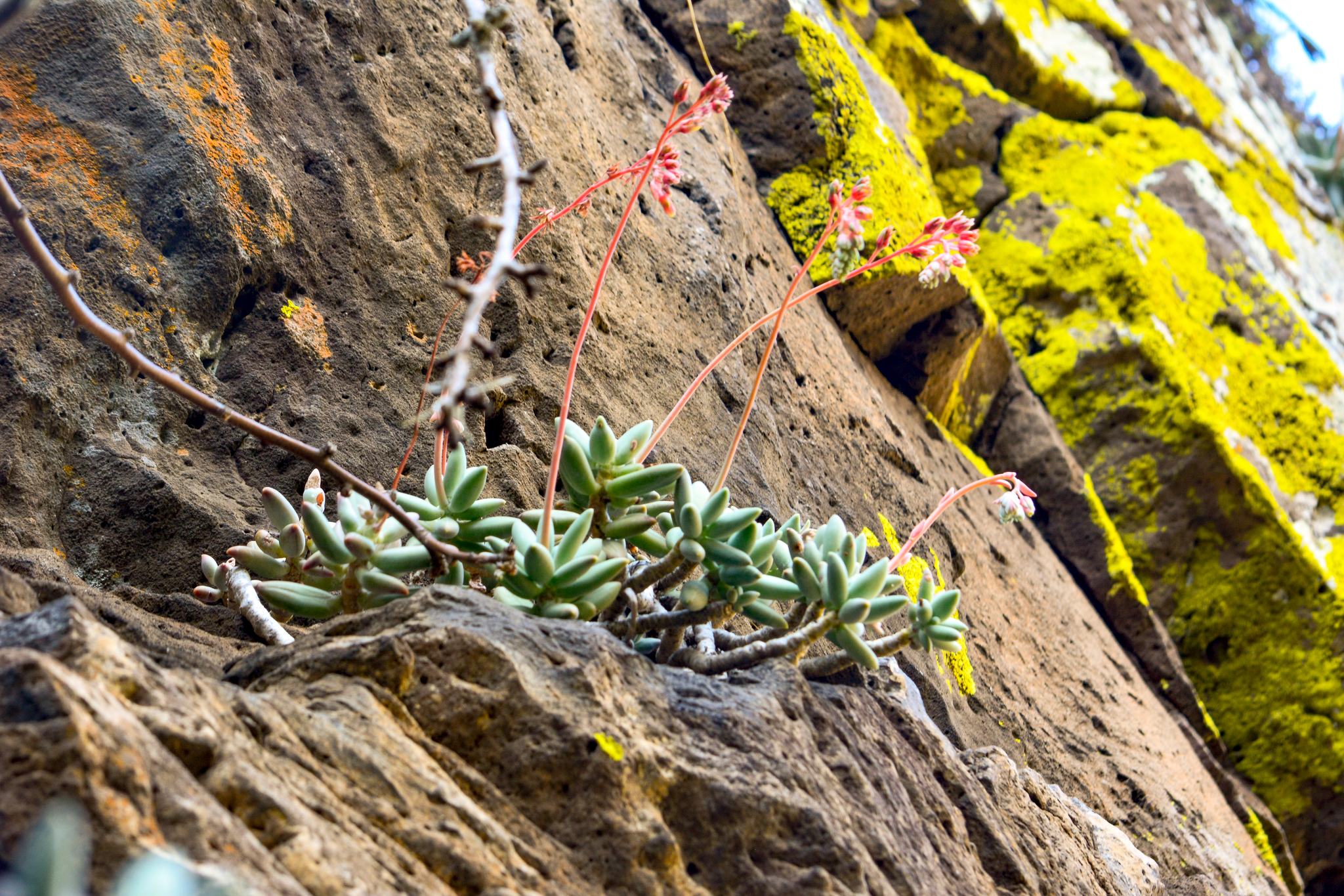 Pachyphytum angustiflorum
