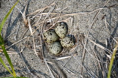 Charadrius semipalmatus