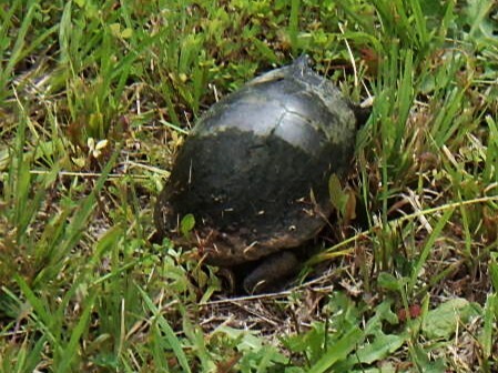 Chrysemys picta