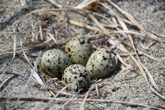 Charadrius semipalmatus