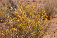 Lasiosiphon polycephalus