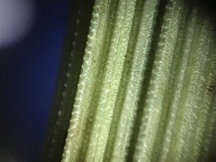 Equisetum × moorei