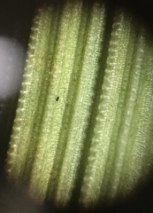 Equisetum × moorei