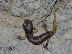 Speleomantes strinatii