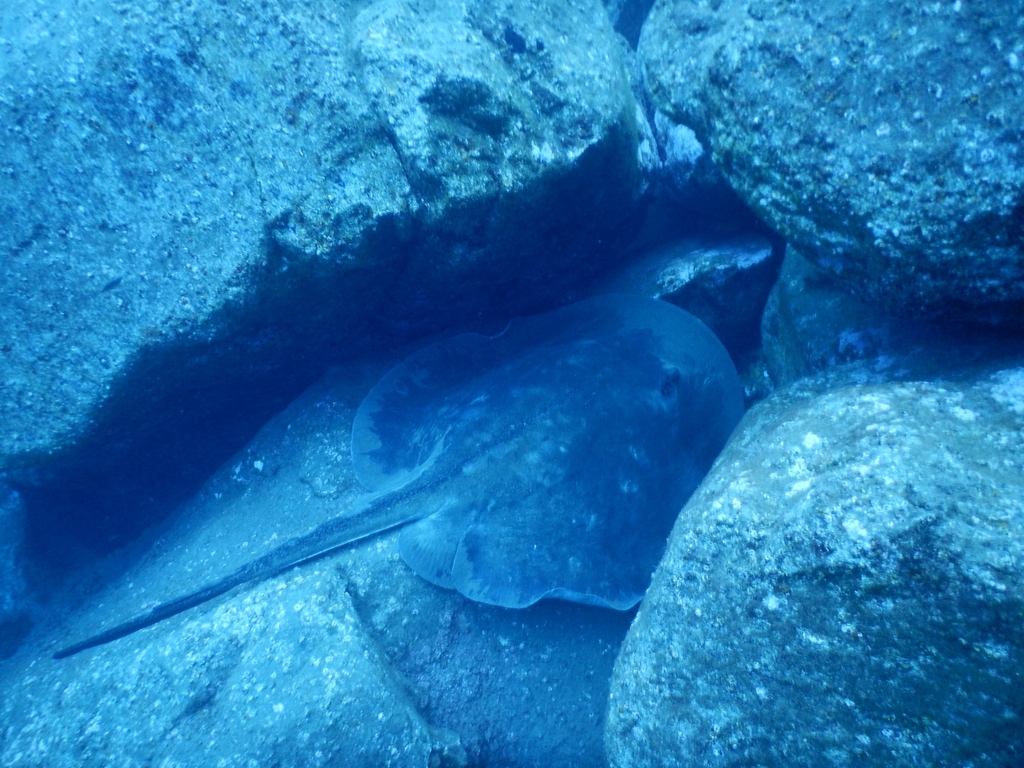 Round stingray tucked into a gap between rocks off Madeira, tail trailing