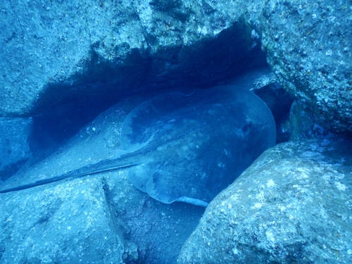 Round fantail stingray (Taeniura grabata) — Dasyatidae — 2