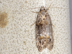 Eulechria callidesma