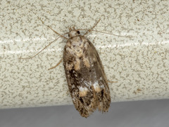 Eulechria callidesma