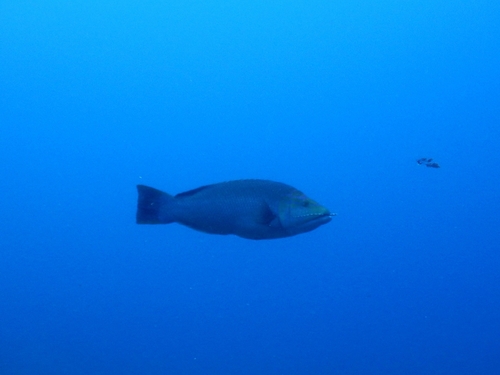 Barred hogfish (Bodianus scrofa) — Labridae — 2