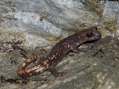Speleomantes strinatii