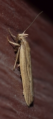 Helcystogramma