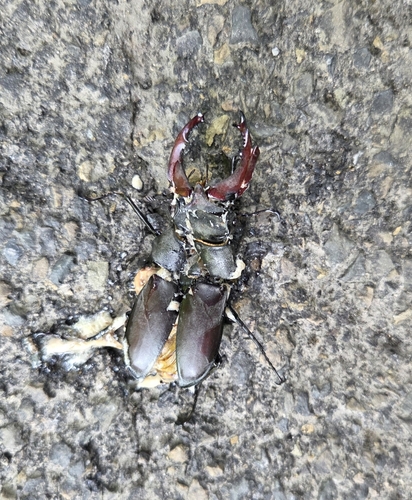 Lucanus cervus