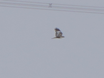 Upland Buzzard