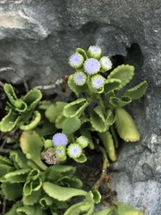 Ageratum maritimum