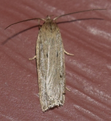 Helcystogramma