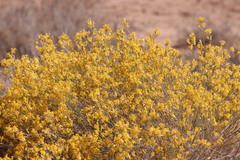 Lasiosiphon polycephalus