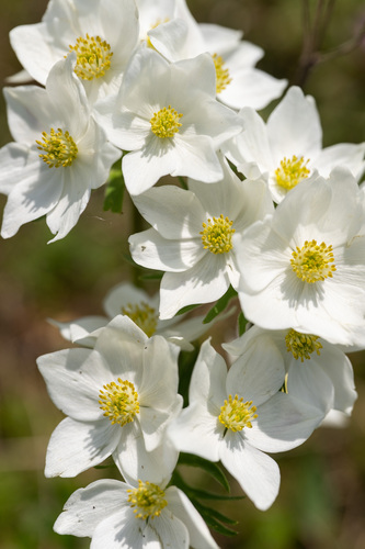 Anemonastrum narcissiflorum (L.) Holub