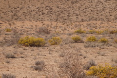 Lasiosiphon polycephalus