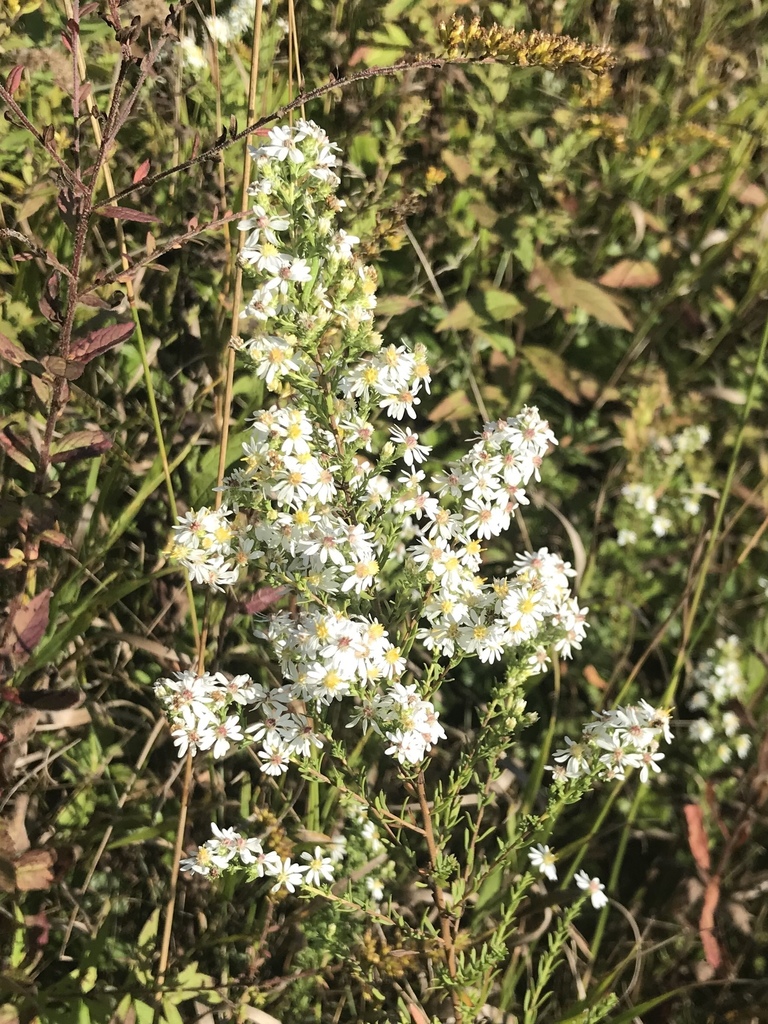 Symphyotrichum ericoides