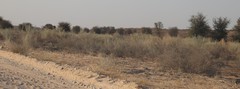 Calobota linearifolia