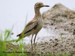 Burhinus senegalensis