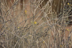 Calobota linearifolia