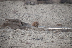 Caracal caracal caracal