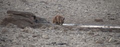 Caracal caracal caracal