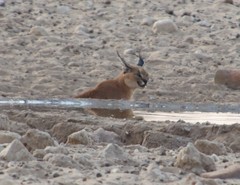 Caracal caracal caracal