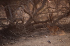 Caracal caracal caracal