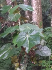 Chiranthodendron pentadactylon