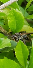 Polistes cinerascens