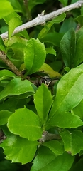 Polistes cinerascens